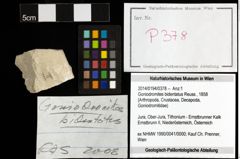 Foto (Objekt + Etiketten) von Goniodromites bidentatus (Reuss, 1858) 